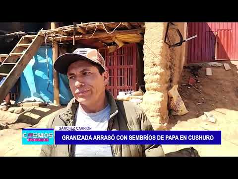 Sánchez Carrión: Granizada arrasó con sembríos de papa en Cushuro