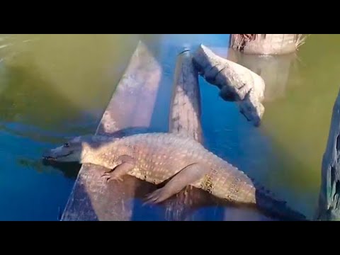 Junín: caimanes escaparon de laguna tras fuertes lluvias en Pichanaki
