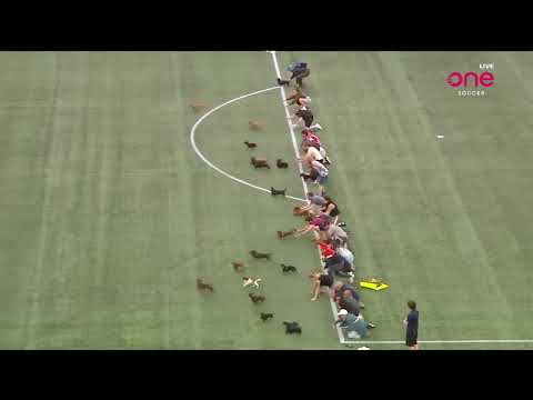 Carrera de perros salchichas en el show de medio tiempo en la liga canadiense