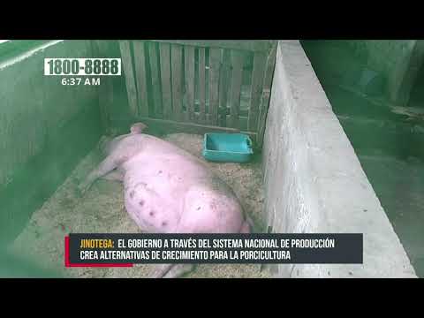 MEFCCA inauguran granja porcina en Jinotega - Nicaragua