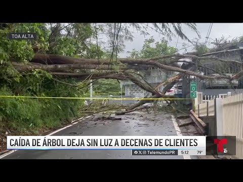Enorme árbol cae sobre residencia y deja a decenas de clientes sin luz