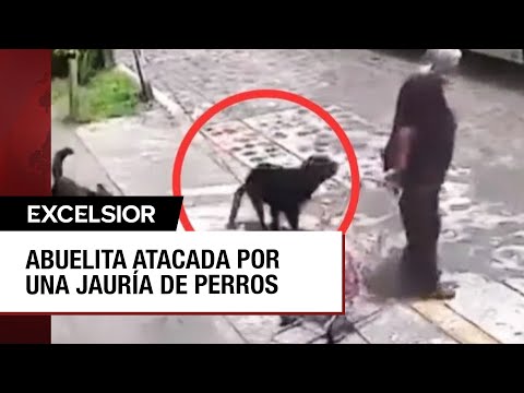 Jauría de perros ataca a abuelita en calles de Querétaro
