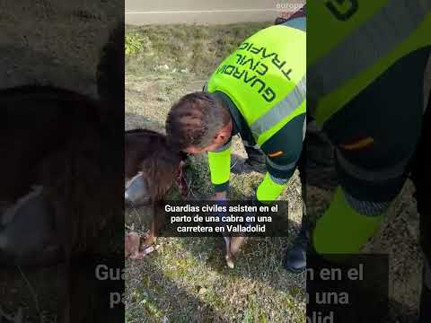 Guardias civiles asisten en el parto de una cabra en una carretera en Valladolid