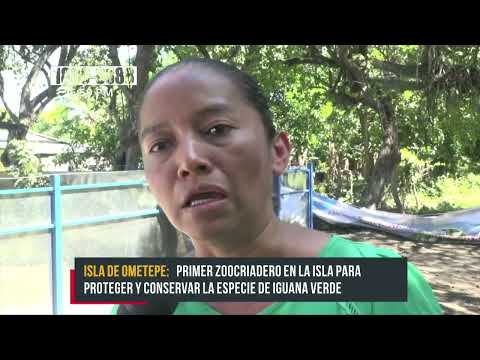 Inauguran primer Zoocriadero de iguanas en la Isla de Ometepe - Nicaragua