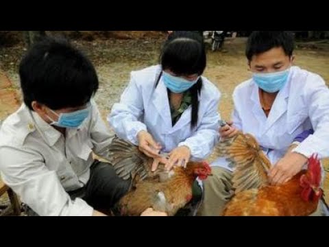 Info Martí | China informó del primer contagio humano en el mundo, de una cepa de la gripe aviar