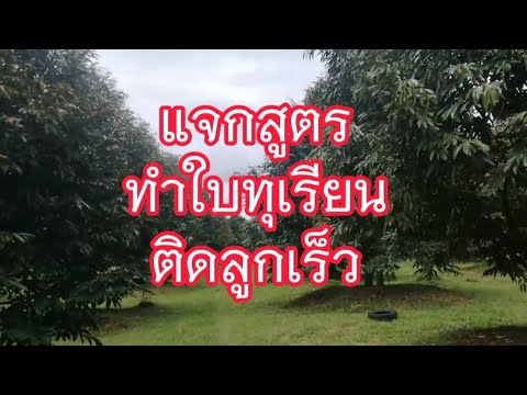 แจกสูตรเตรียมใบทุเรียนติดดอกเร