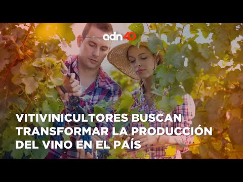 Nueva generación de vitivinícolas buscan producir un vino más sustentable en el país