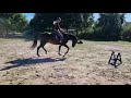 Paard Mooie 11 jarige ruin - Goede beweger