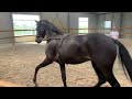 Dressage horse Prachtig dressuurpaard van Trafalgar