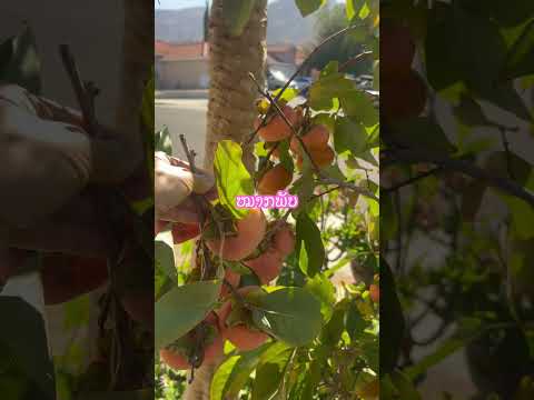 Persimonseasonpersimmonfruit