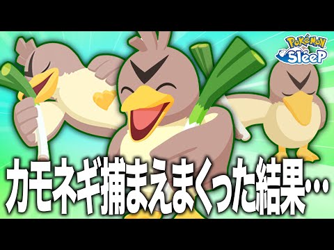 【ポケモンスリープ】サマーフェス終盤、果たしてカモネギの運命やいかに…
