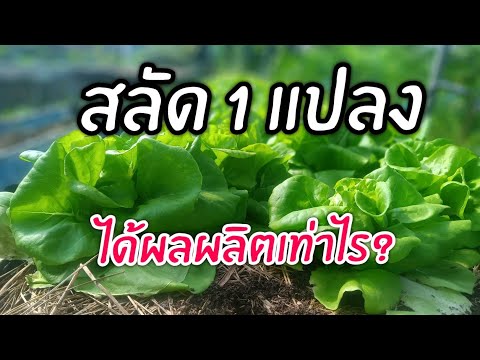 สลัด1แปลงได้ผลผลิตเท่าไร