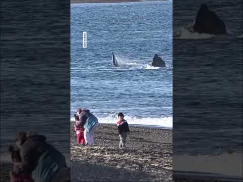 Puerto Madryn: la maravilla de crecer conviviendo con ballenas a metros de la orilla