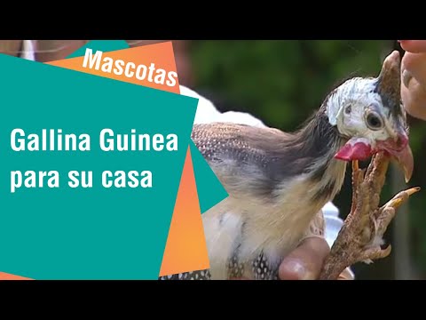 Los beneficios de tener gallinas de guinea como mascotas | Mascotas