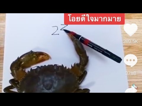 คลิปปูบวกเลข-ไวรัล-Tiktok-ปูท คลิปปูบวกเลข-ไวรัล-Tiktok-ปูท