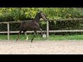 Dressage horse Oldenburg Elite Colt by Franklin - New video