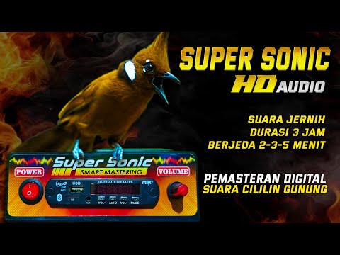 CILILIN JERNIH‼️super sonic mastering digital suara panjang dan nembus