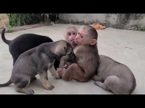 Mimi Kuku monkey playing with cute puppies