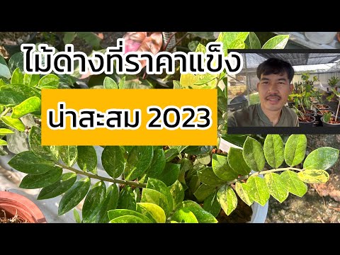 ไม้ด่างที่ราคาแข็งน่าสะสม202