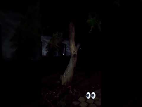 Captando de Noche Un Búho Lechuza #elcuconica #aves #nica #viral #nicaragua #buhos
