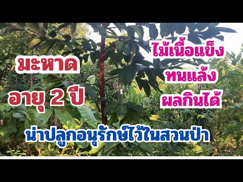 มะหาดอายุ2ปีไม้เนื้อแข็งท