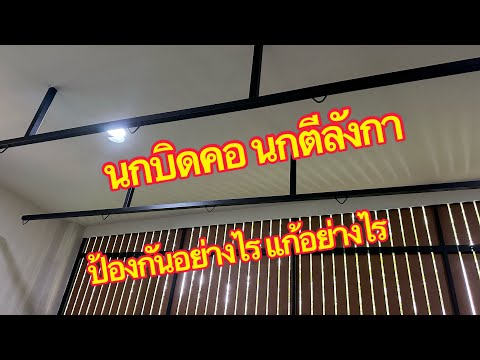 นกบิดคอนกตีลังกาป้องกันอย่าง