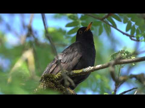 kicau burung Blackbird