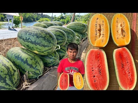 เก็บแตงโมตอปิโดส่งตลาดโคราช🍉ล