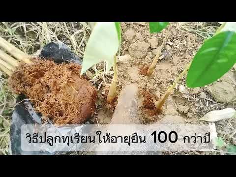 วิธีปลูกทุเรียนให้อายุยืน100