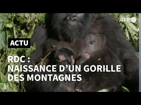 RDC: nouvelle naissance d'un gorille de montagne au parc des Virunga | AFP