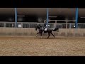 Dressage horse Knappe 7 jarige zwarte ruin