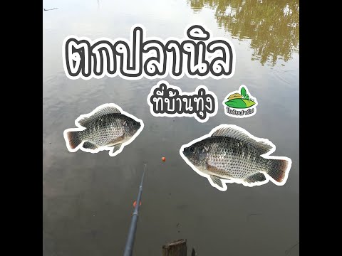 ตกปลานิล ตกปลานิล