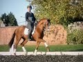 Cheval de dressage Very expressive 13y old small tour gelding for sale