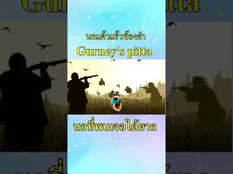 นี่คือนกที่พบเจอได้ยากในไทยนก