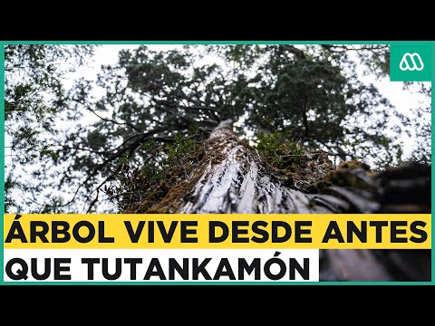 Récord en la naturaleza: Árbol chileno a punto de ser certificado como el más viejo del mundo