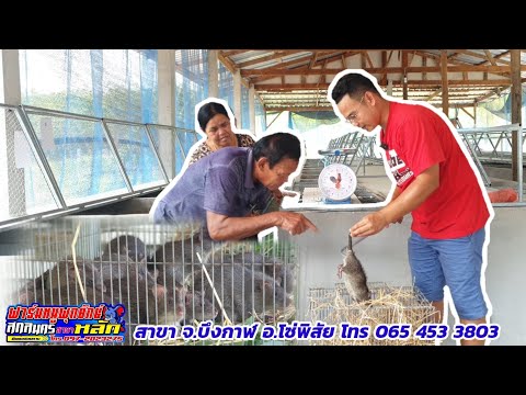 ฟาร์มเลี้ยงหนูมาตรฐานจัดเต็มทั ฟาร์มเลี้ยงหนูมาตรฐานจัดเต็มทั