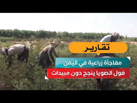 مفاجأة زراعية في اليمن.. فول الصويا ينجح دون مبيدات!