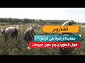 مفاجأة زراعية في اليمن.. فول الصويا ينجح دون مبيدات!
