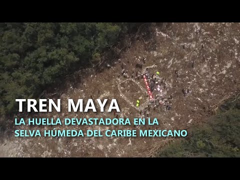 Tren Maya: la huella devastadora en la selva húmeda del caribe mexicano
