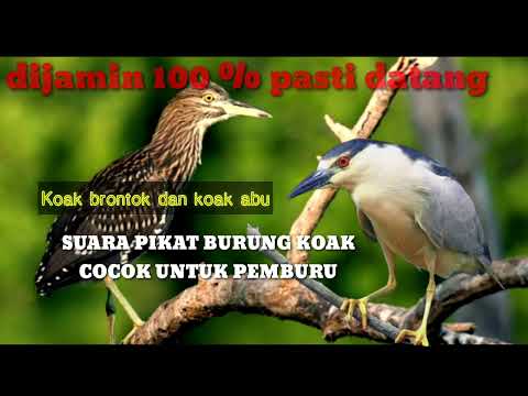 Suara burung koak paling ampuh || cocok untuk pikat dan nyanggong dimalam hari