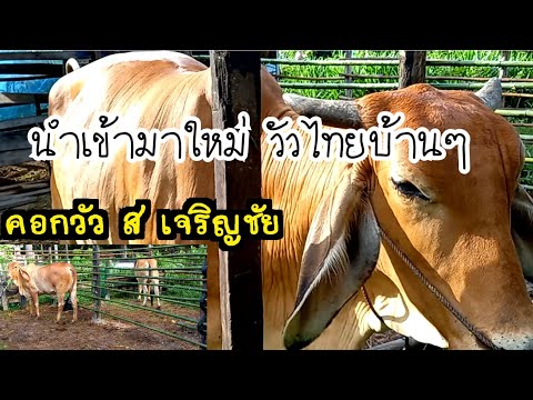 พาชมวัวไทยบ้านๆนำเข้ามาใหม่