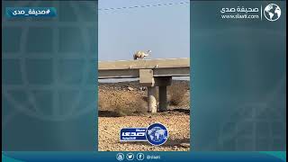 البعير ناوي ينتحر !