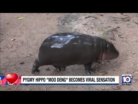 Thailand hippo becomes social media sensation