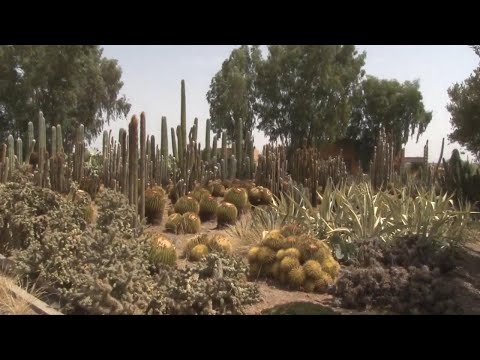 Morocco's towering cacti garden, founded 60 years ago by a visiting German