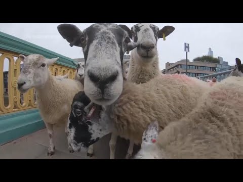 Damian Lewis herds sheep over a London bridge in homage to a medieval tradition