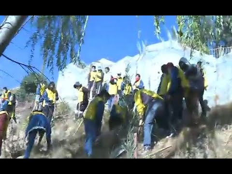 Jóvenes se dedican a plantar árboles en La Paz