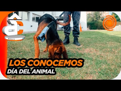 La división canes de la Policía de Córdoba suma 12 nuevos cachorros: cómo es su entrenamiento