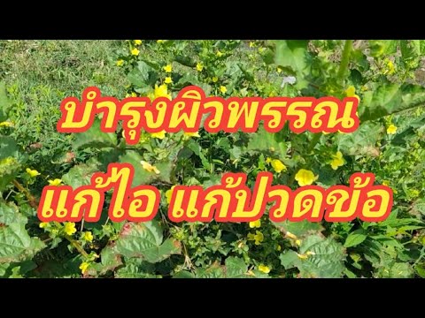 ปอคัน!!สมุนไพร-แก้ปวดข้อ-แก้ไอ ปอคัน!!สมุนไพร-แก้ปวดข้อ-แก้ไอ
