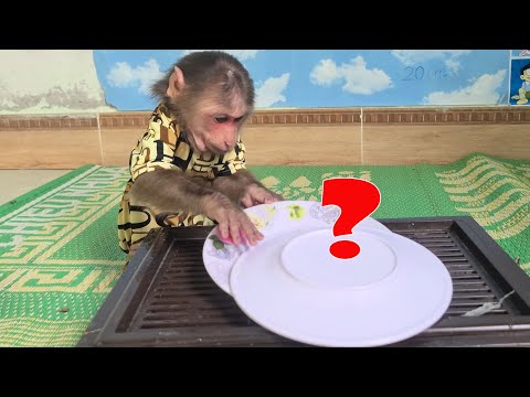 Monkey Mimi is curious about the food in the bowl