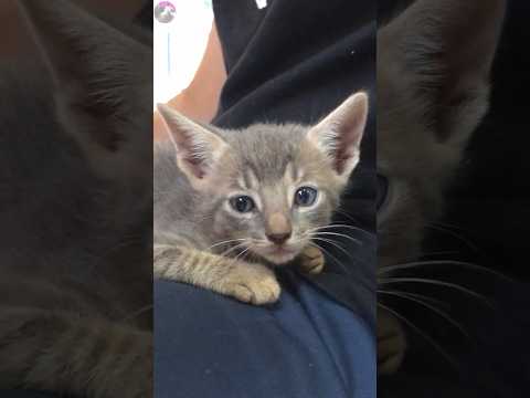 Kitten surprised at first meeting with a resident cat #cat #kitten #cute